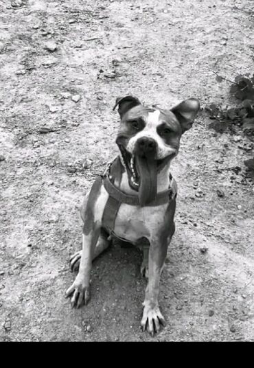 Lüğətlər: Pitbul, 2 il, Dişi, Ünvandan götürmə