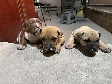 Продажа собак: Продаются чистокровные щенки Питбуля щенки крупные, здоровые и — 3