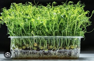 зимный салат: Микрозелень и Пророщенные зерна (разных культур,на заказ )