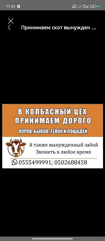 продам рыбу: Колбасный цех : Коровы, быки, Лошади, кони, Бараны, овцы, | Круглосуточно, Любое состояние, Забитый — 1