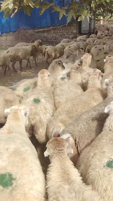 alman qurdu qiymeti: Dişi, il: 1, Damazlıq, Pulsuz çatdırılma — 4