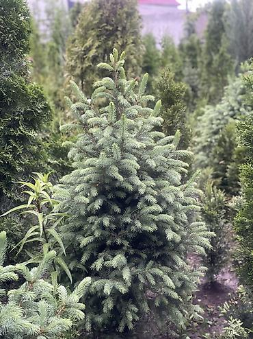 Ель: Продаются голубые/зеленые/тянь-шанские ели 🌲 Выращиваем сами, со всей — 16