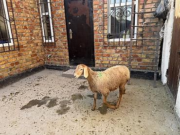 загон: Продаю | Овца (самка) | Эдильбаевская | На забой — 1