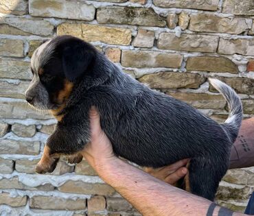 Psi: Na prodaju štenci (MUŽJAK I ŽENKA) Australijskog Govedara, jedne od na lalafo.rs — 7 Psi: Na prodaju štenci (MUŽJAK I ŽENKA) Australijskog Govedara, jedne od — 7