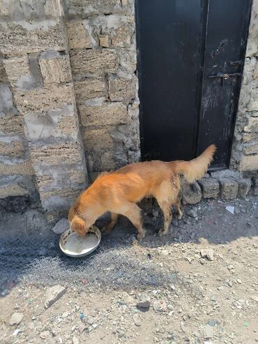 itler afcarka: Retriever, 10 ay, Erkek, Ödənişli çatdırılma
