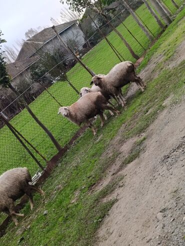 Kənd təsərüfatı heyvanları üçün digər mallar: 🌾 Lənkəranda bağda saxlanılan quzular 🐏 Təmiz, sağlam və ətli 💚 — 4