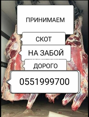 музоо сатам: Приём скота и мясо Коров быков телок и лошадей а также вынужденный