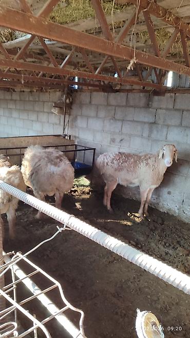 Баран, овца: Продаю | Овца (самка) | Для разведения — 9