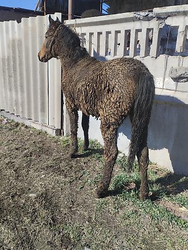 Лошади, кони: Продаю | Жеребенок | Рабочий | Племенные — 8