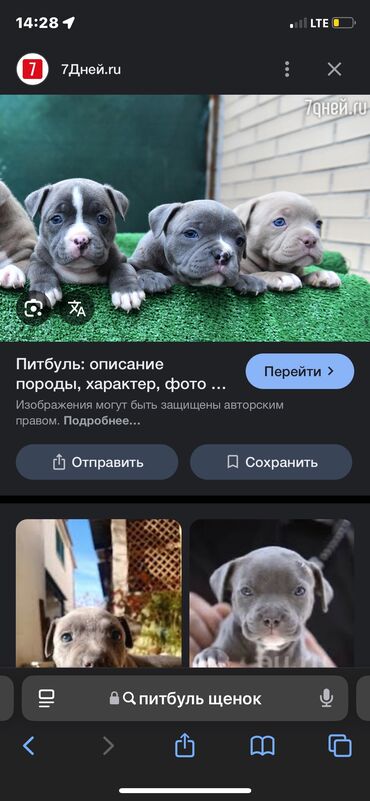 стаффордширский американский питбультерьер: Вязка: Питбуль, Самец, 1 год, С прививкой, С родословной