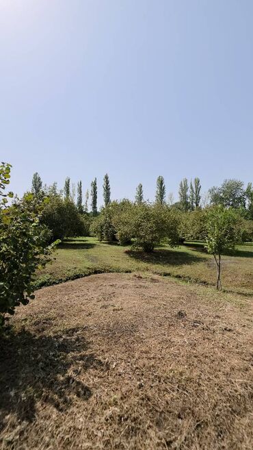 Torpaq sahələrinin satışı: 185 sot, Mülkiyyətçi, Kupça (Çıxarış) — 24