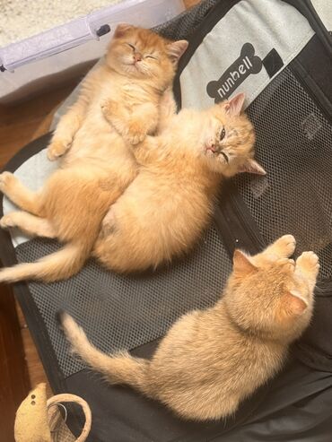 şılşıla pişik: Qızıl şinşilla, Erkək, Dişi, Yaxşı əllərə, Ödənişli çatdırılma