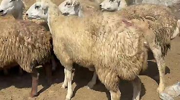 qoyun mal: QOYUNMUZ. SATILIR. 1, 2,3,4 QARIN. QİYMƏTİ. 380. AZN SORTU. QARADOLAQ — 6