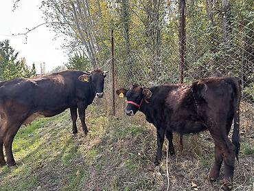 апарат дойка: Продаю | Корова (самка), Музоо, торпок | Полукровка | Для молока | Привязанные — 1