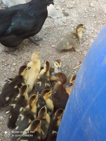 Другие с/х животные: Утята Индоутки Тяжёлая Линия. Индоутята. Фендибоберных Солидных — 16