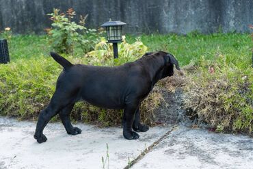 Psi: Sa ponosom predstavljamo vrhunske štence rase Južnoafrički mastif – — 14