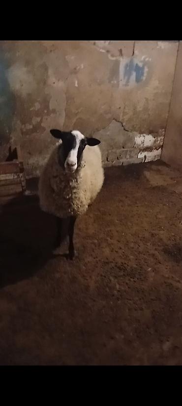halep kecisi satilir: Qara-ağ naxışlı qoyun satılır. Ramanov cinsi Qoyun 1 yaş11 aylıq — 3