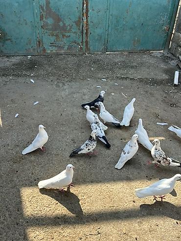 pavlin goyercin: Salam hamsi saglam heyvanlardi coxu tutulmadi — 3