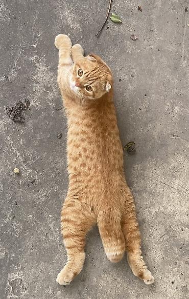 кошка рэгдолл цена: Скотиш Фолд (Шотландская вислоухая), 1 год, Мальчик, Рыжий, Приучена к лотку — 4