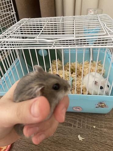 qara toyuq sortu: İki ədəd hamster satlr .Biri ağ,biri boz.Ustundə ikimərtəbəli — 5