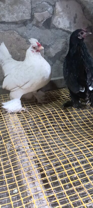 клетки для попугаев купить: Yaponka fərə tam saglam göndərmək olar vatsap var barter yoxdu