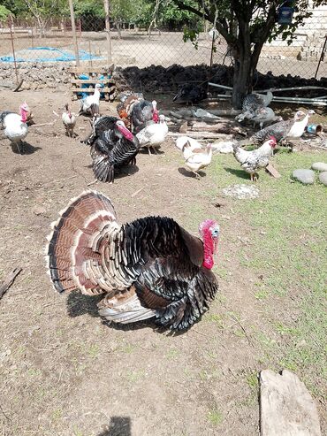 Hinduşka: Erkək, Kanada, Amerika, Yumurtalıq, Ünvandan götürmə, Ödənişli çatdırılma — 14