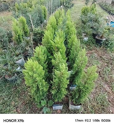 qara torpaq ve peyin: Thuja (Qızıl şam, leylandi tipli dekorativ iynəyarpaq) fidanları - — 6