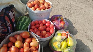 Помидоры: Помидоры Сливки — 1