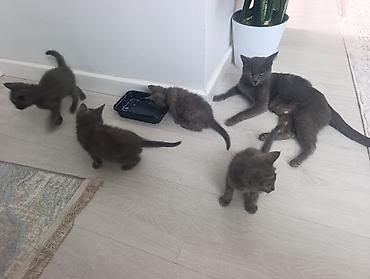 Животные: 🐾 Продаются котята породы Русская голубая! 🐾 Котятам 2 месяца. Все — 6