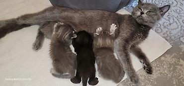 Животные: Мама шотландская скоттиш страйт, короткошёрстная Котята смешанные с — 3