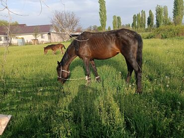 Лошади, кони: Продаю | Кобыла (самка) | Английская | Конный спорт | Племенные