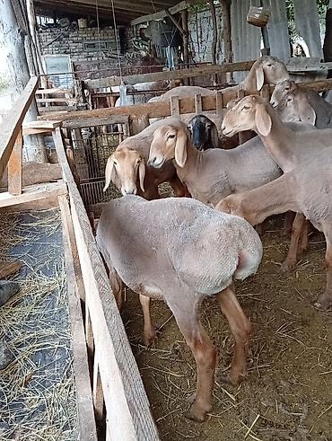 Продам с/х животных: Продаю | Овца (самка) | Для разведения | Племенные — 3