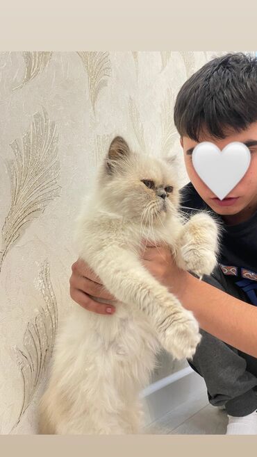 купить кошку в баку: Персидская