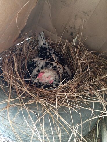 Птицы: Продаю Курицу Квочка сидит на яицах 5 дней