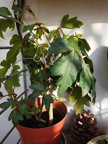 epimedium bitkisi satisi: Ev üçün dekorativ saksı bitkiləri dəsti - Kaktuslar: Şəkillərdə — 2
