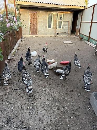 Продам с/х животных: Продаю | Индюшка (самка), Индюк (самец) | Для разведения — 1
