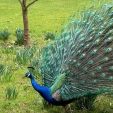 İtlər: Məhsul: Göy rəngli kişi tovuz quşu (Indian peafowl) Təsvir: - Parlaq