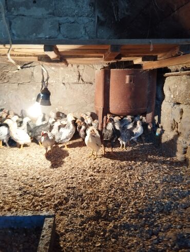 mayalı yumurta satışı: Toyuq cücələri, Damazlıq, Ünvandan götürmə
