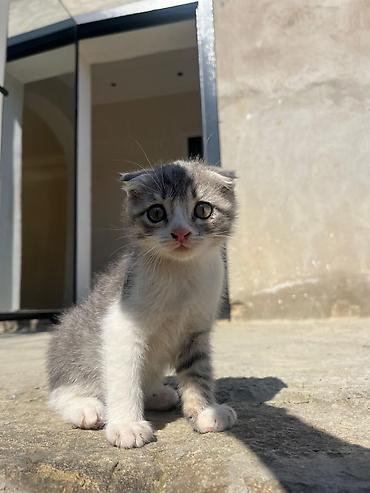 Кошки: Шотландская вислоухая — 5