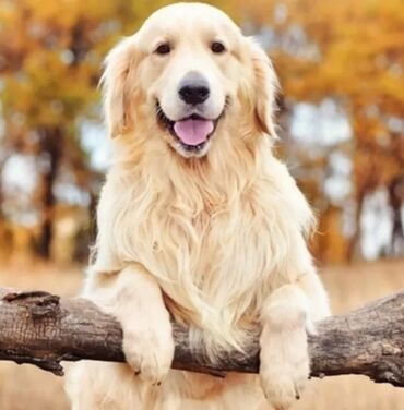 itlerin satisi 2017: Labrador-retriver, 1 il, Erkek, Peyvəndli, Ünvandan götürmə