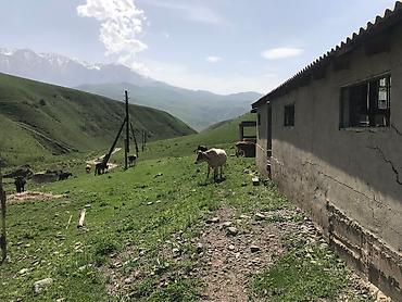 Кыймылсыз мүлк: Сдаю в аренду кошару сарай Чуйский район Чуйская область село Шамши — 5