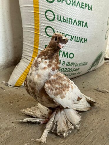 продаю кролики: Продаю голубя двухчубый