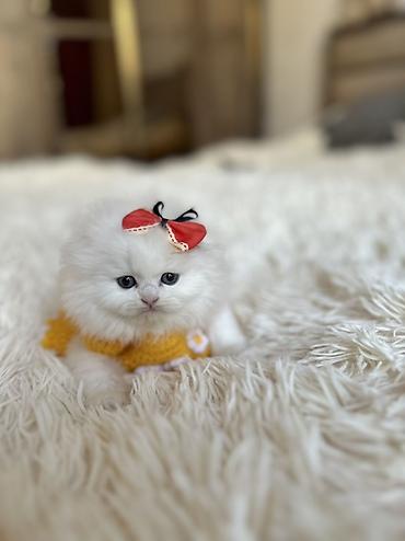 Pişiklər: Şinşilla — 1