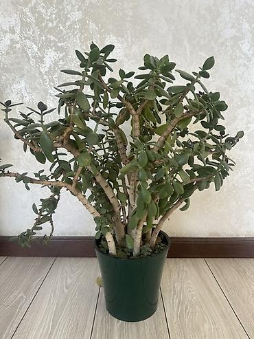 комнатный цвиты: Комнатные растения в горшках: 1) Денежное дерево (Crassula ovata) - — 3