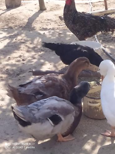 tap az toyuq: LAL ÖRDƏK BALALARI. Macar Mirvari az olur Lavanda Qırmızı bık- ( — 8