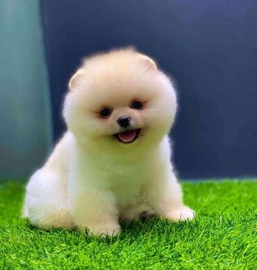 İtlər: Şpitz, 1 il, Dişi, Peyvəndli, Rayonlara çatdırılma, Pulsuz çatdırılma, Ünvandan götürmə — 2