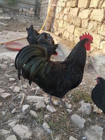 Inəklər, öküzlər: Temiz qan avstrolop cuce ve yumurta satisi edilir.Sekilde gorduyunuz
