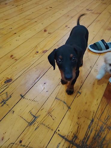 it alışı: Doberman, 2 ay, Peyvəndli — 1