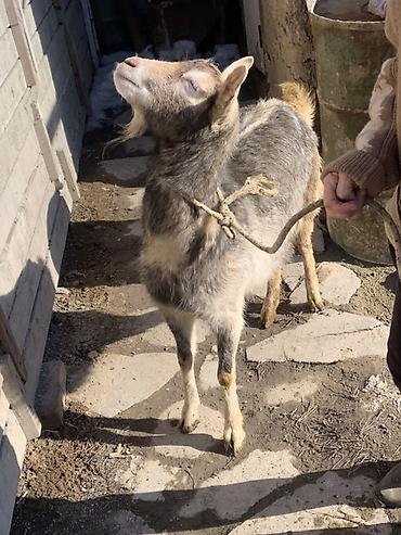 Козы, козлы: Продаю | Козёл (самец) | Для разведения at lalafo.kg — 4 Козы, козлы: Продаю | Козёл (самец) | Для разведения — 4