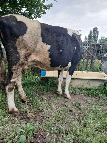 корова продаю: Продаю | Корова (самка) | Голштин | После отела